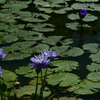 250902京都植物園64