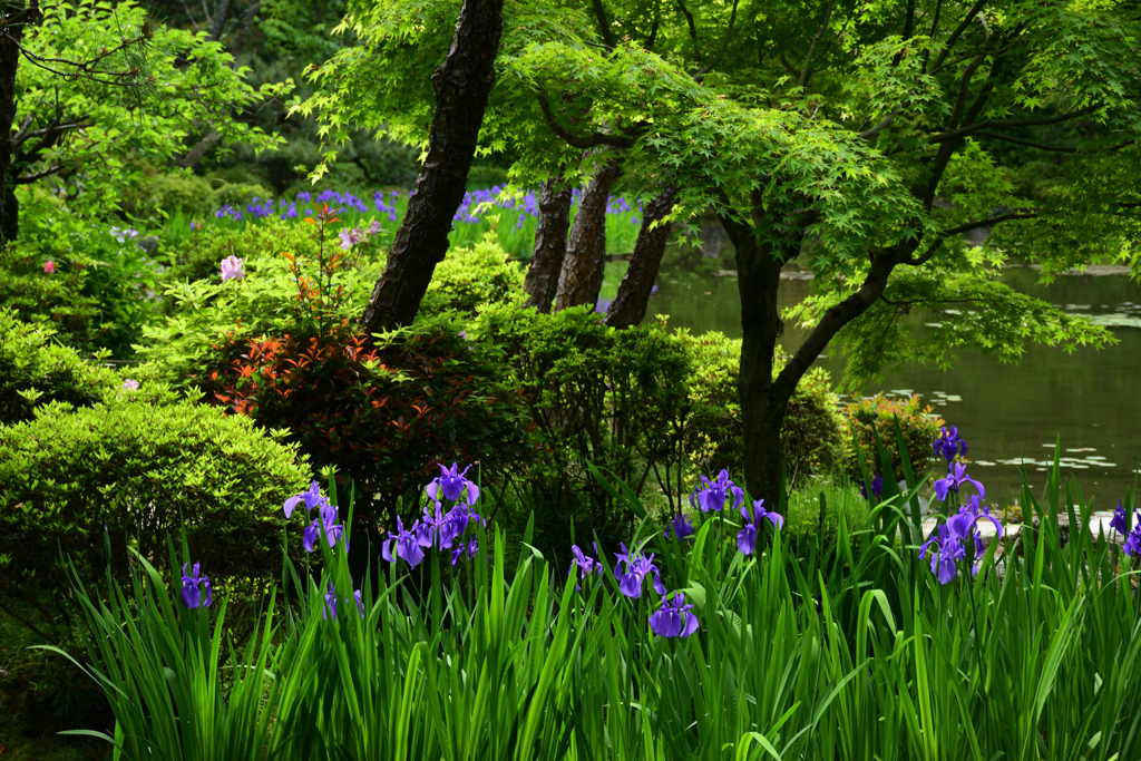 220506平安神宮34