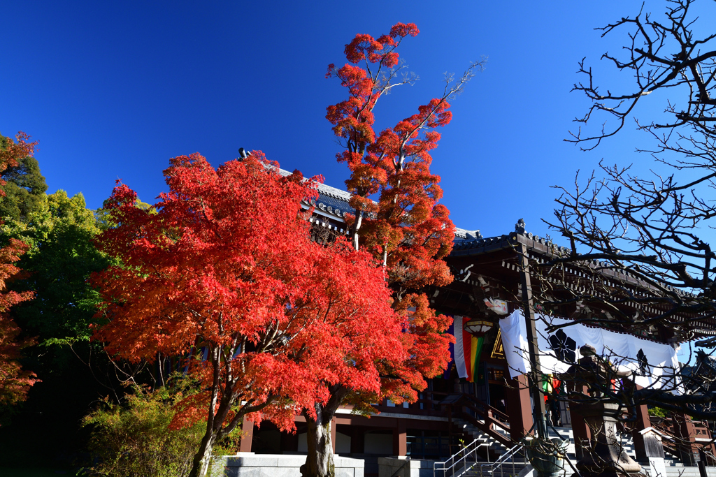 231121c智積院19