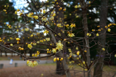 260113c京都御苑16