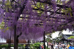 190427a葛井寺23