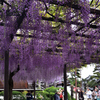 190427a葛井寺23
