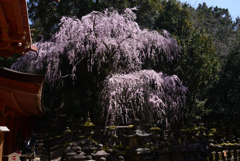 220330b奈良公園36