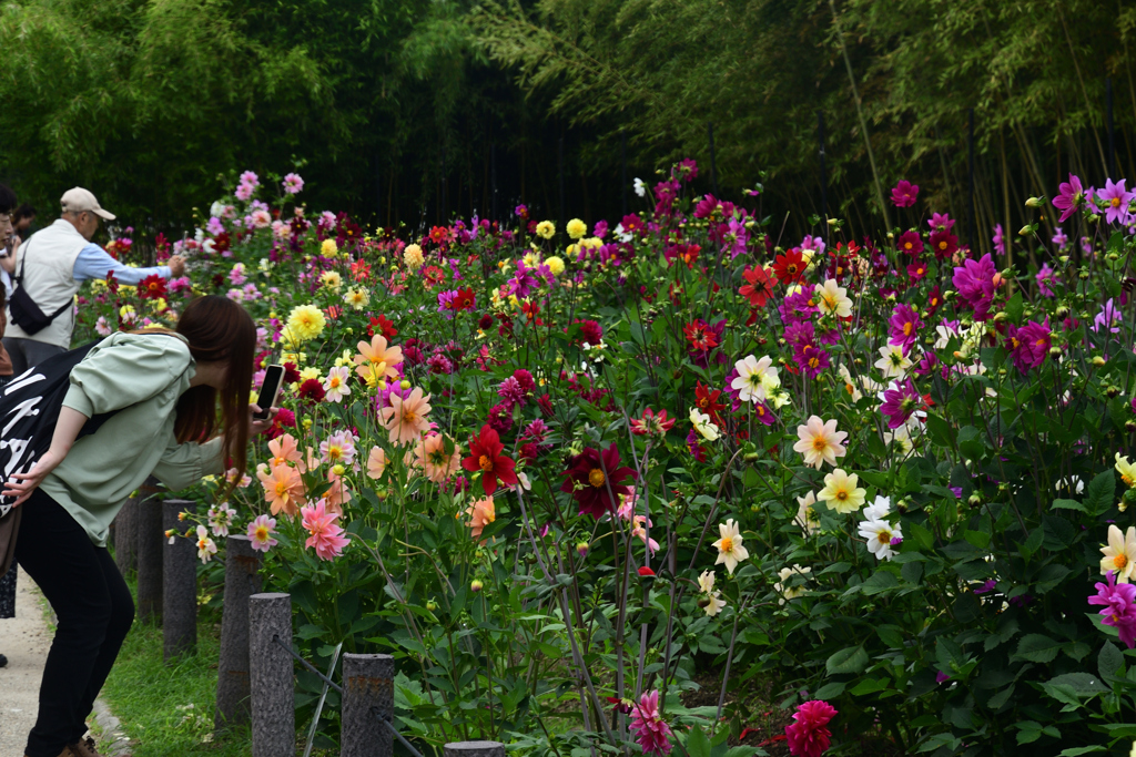 230610b長居植物園76