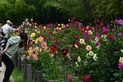 230610b長居植物園76