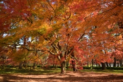 181204b京都御苑06