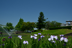 250605a白鷺公園28
