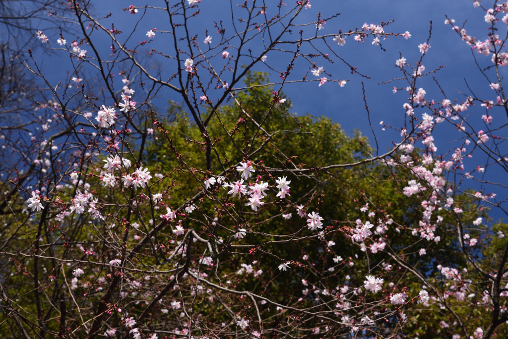 200309g平野神社41