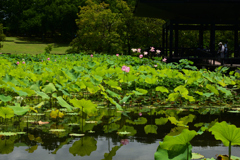 210717万博公園22