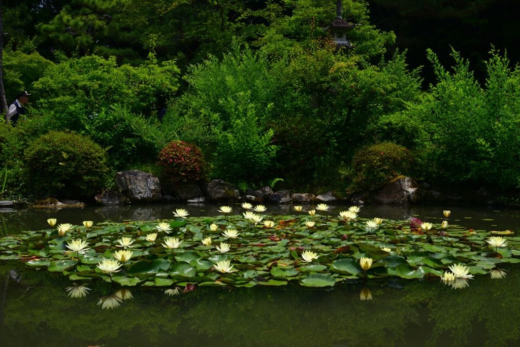 240607平安神宮43