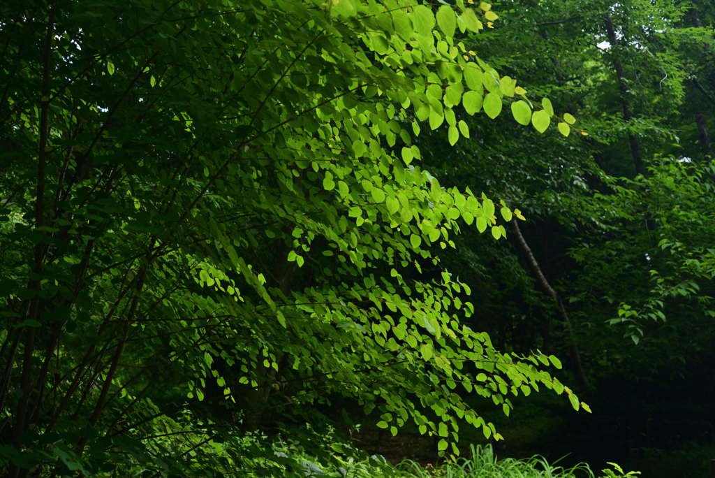 220609京都植物園54