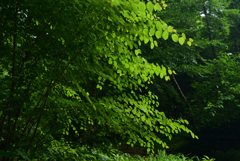 220609京都植物園54