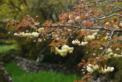 190417a梅宮大社10