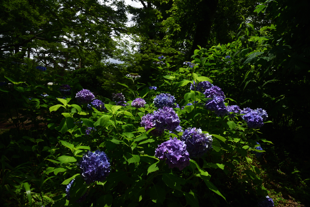 200712京都植物園18