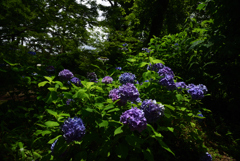 200712京都植物園18