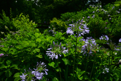 240622長居植物園15 240622長居植物園15