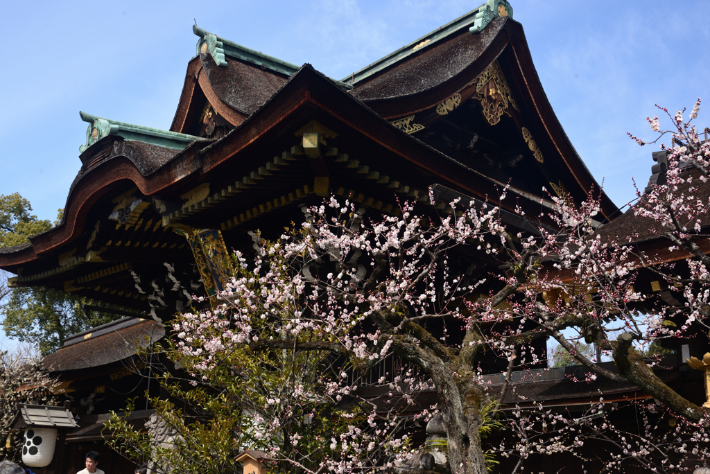 250314a北野天満宮11