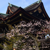 250314a北野天満宮11
