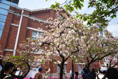 220413a造幣局35大提灯