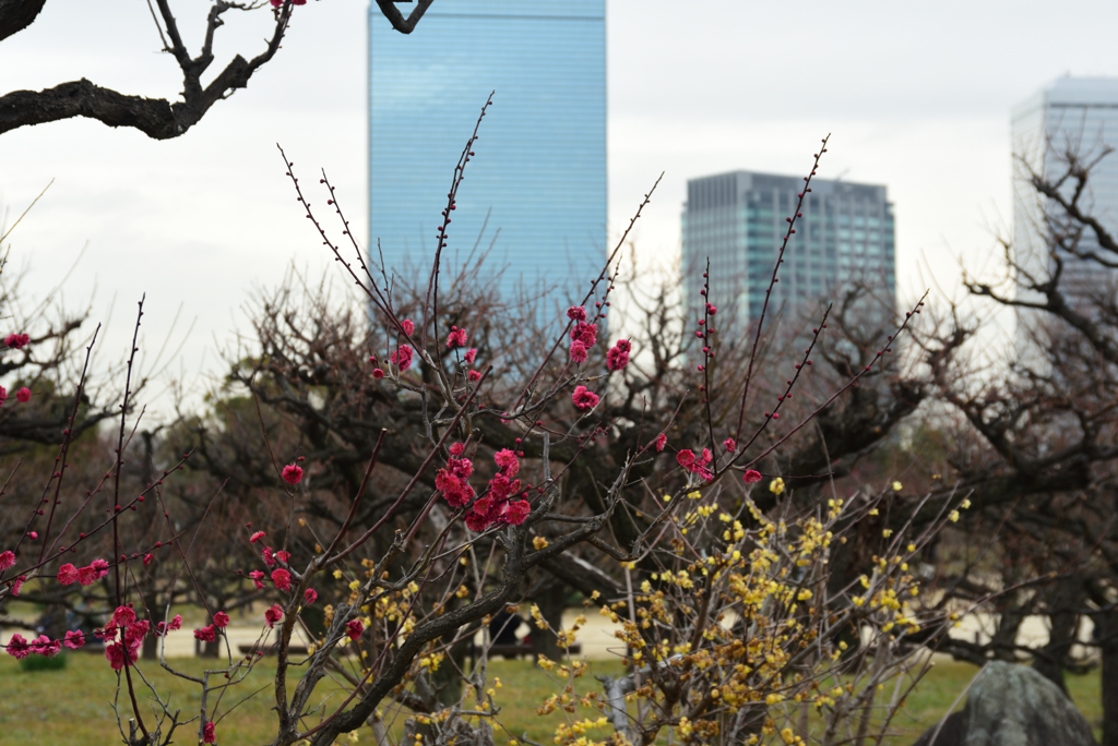 190209大阪城35鹿児島紅