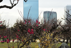 190209大阪城35鹿児島紅