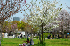 250408a大阪城04