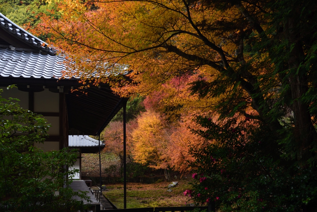 181130c南禅寺高徳庵41