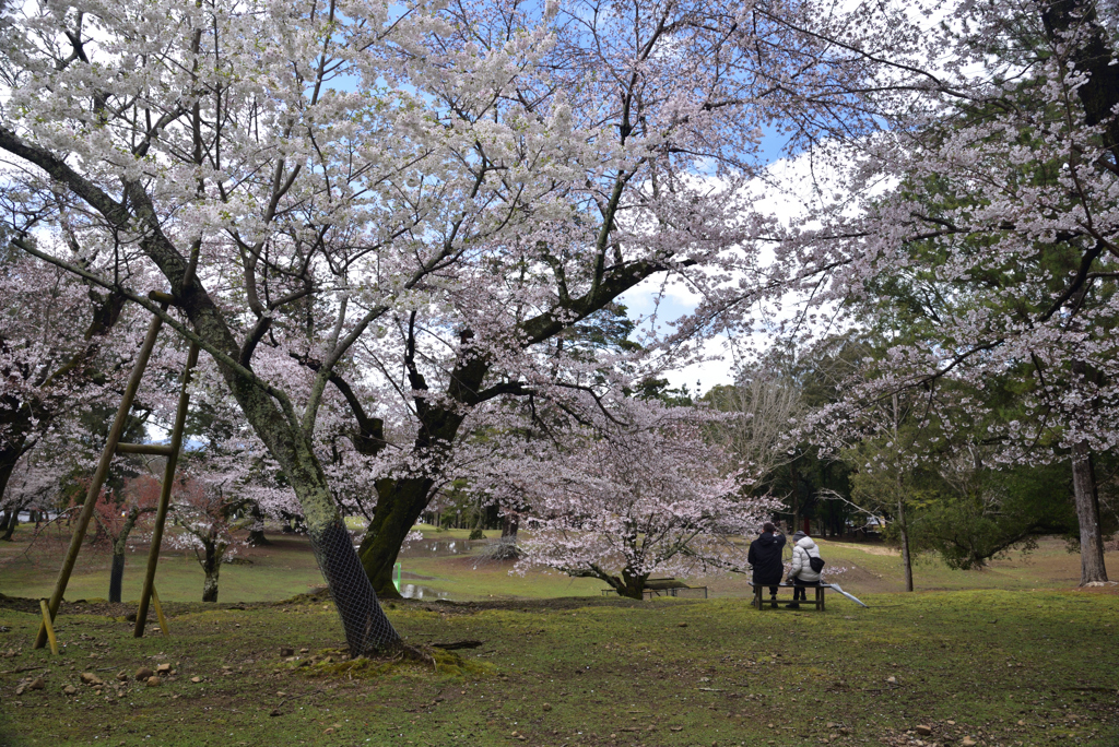 200329a奈良公園14