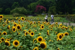 180803馬見丘陵37+