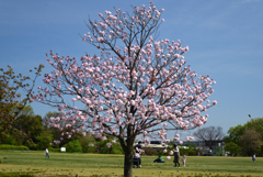 220412g梅小路公園05福禄寿