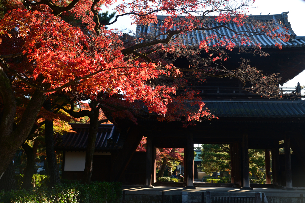 231204e建仁寺29