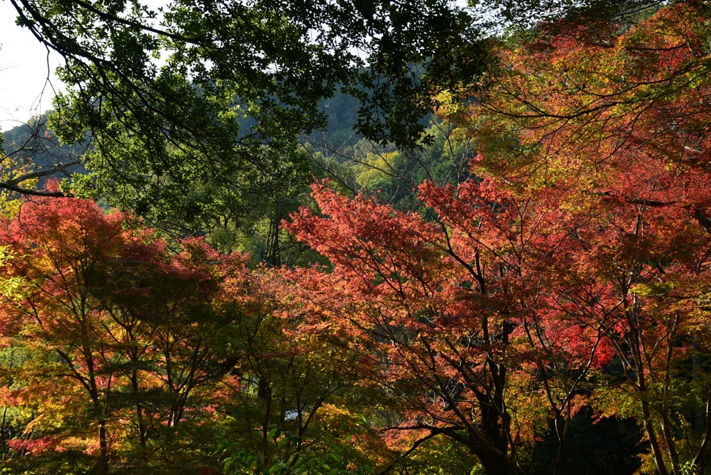 171117毘沙門堂04