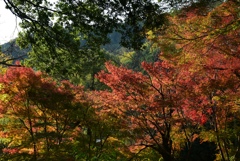 171117毘沙門堂04