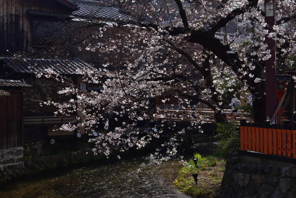 200326e祇園白川54