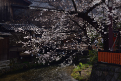 200326e祇園白川54