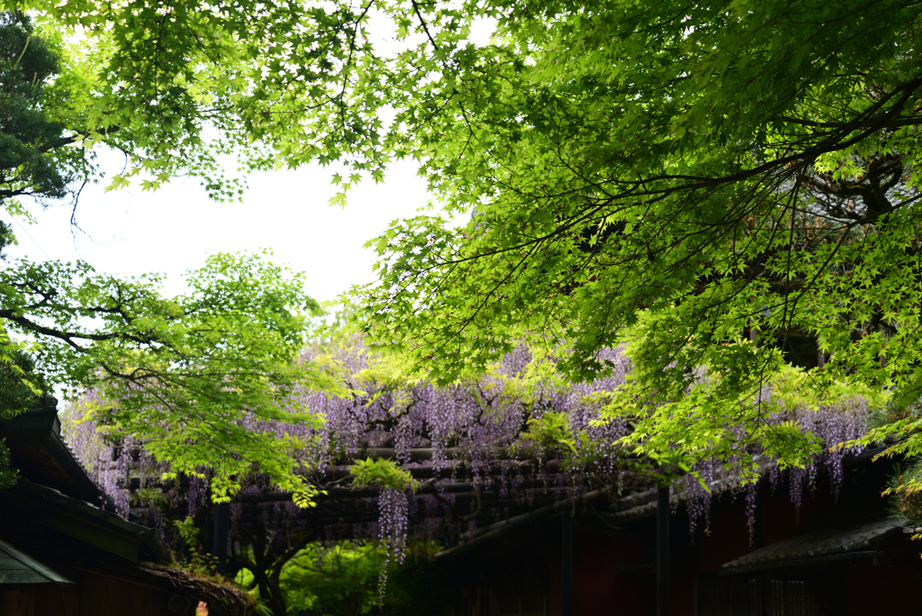 220423長岡天満宮38