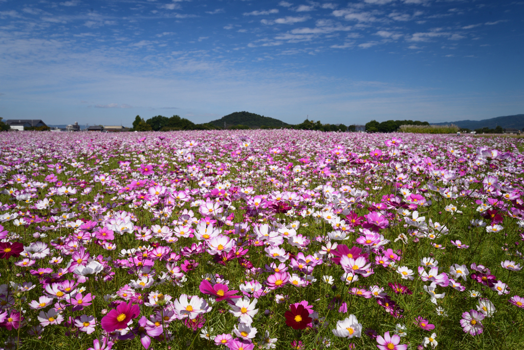 221021a藤原宮跡15