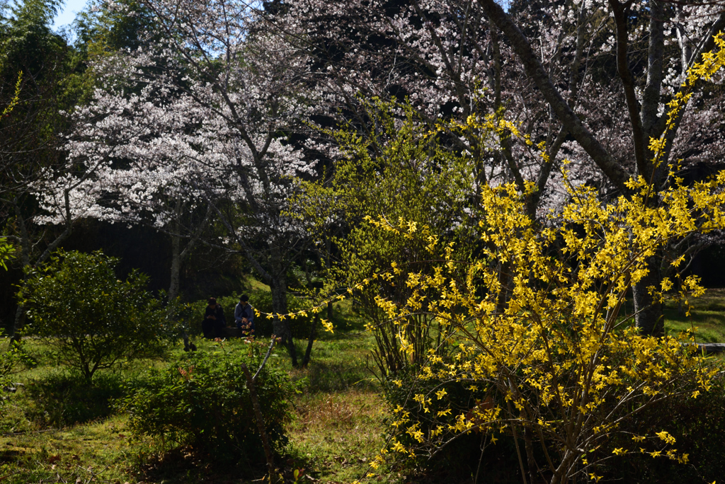 190404b橿原神宮29