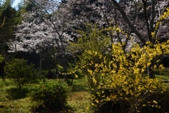 190404b橿原神宮29