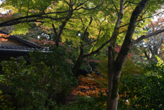 211114d円山公園34