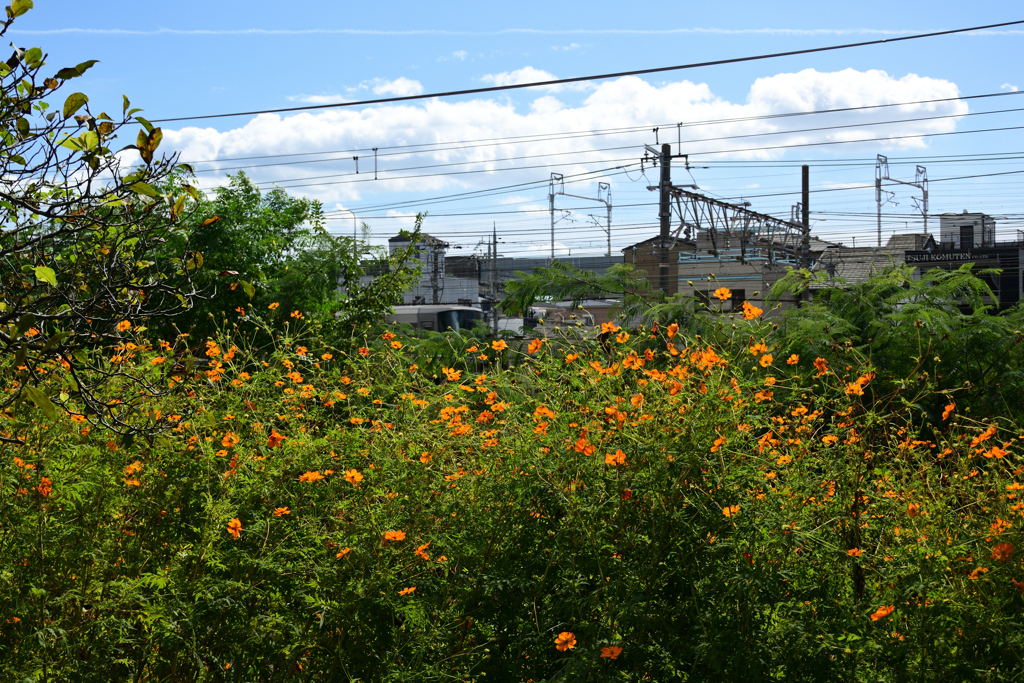 221011梅小路公園13