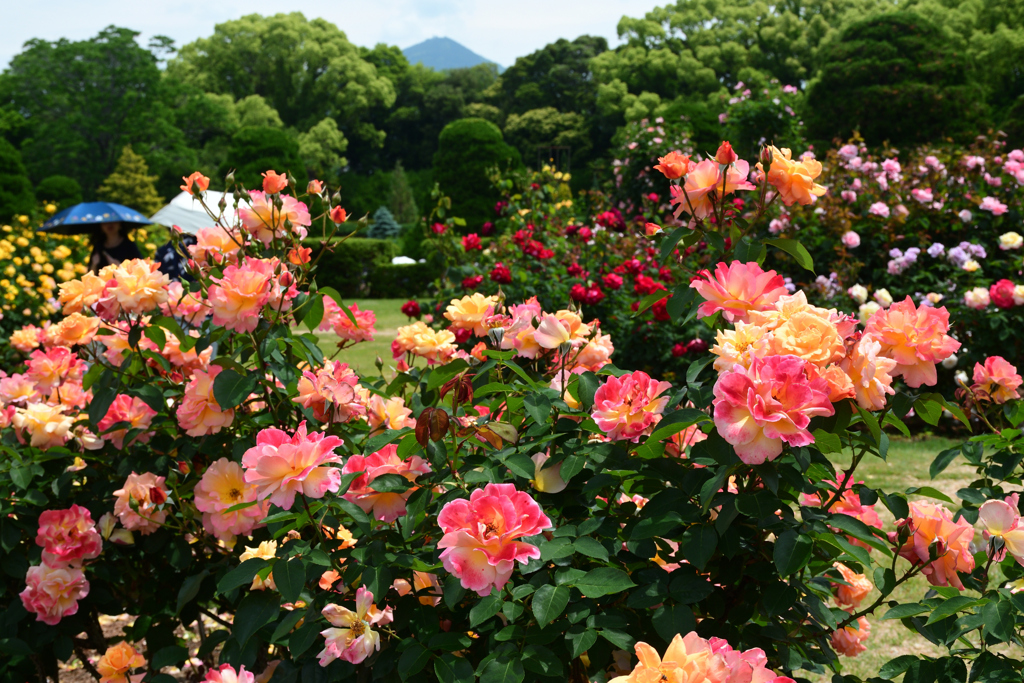 250518京都植物園21