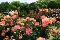 250518京都植物園21