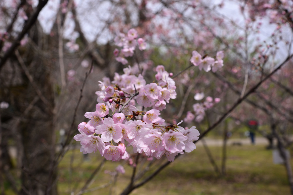 240321京都植物園06