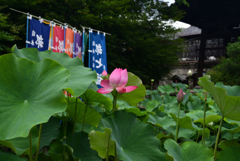 210706c革堂行願寺10