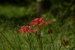 190917京都植物園46