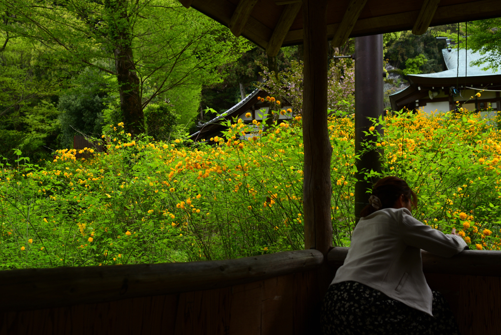 230418b松尾大社36