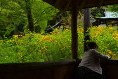 230418b松尾大社36