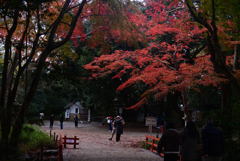 241215b下鴨神社05