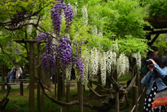 190428b萬葉植物園37